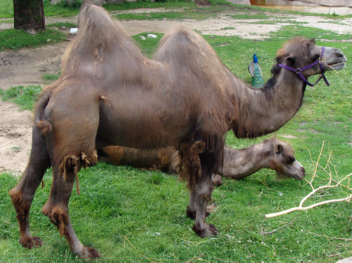 bactrian camels